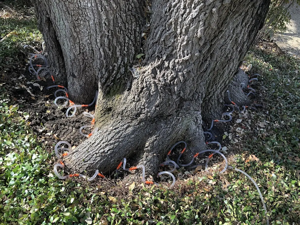 Detailed Tree Cabling and Bracing job site in Dousman